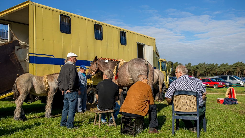 Lierop Fokpaardendag 2016 (11).jpg - Lierop Fokpaardendag 2016